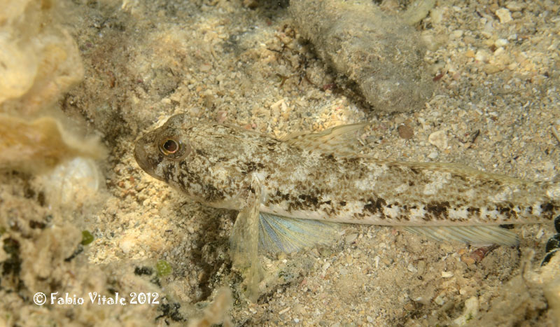 Gobius niger